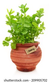 Fresh Celery Plant In A Clay Pot