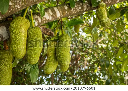 Fresh Cempedak 'Artocarpus integer' on a tree. 