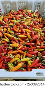 Fresh "cengek domba" (a type of small, spic chili pepper) popular in West Java. Known for its intense heat and distinctive aroma, it's often used to add a fiery kick to traditional sundanese dishes