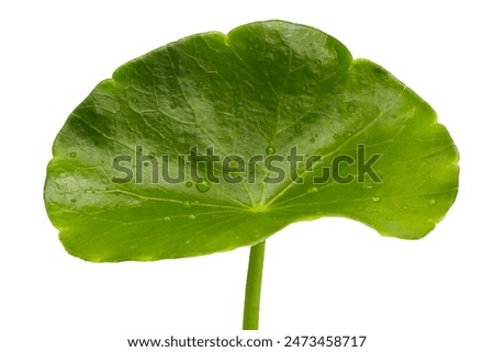 Fresh centella asiatica leaf on white. Gotu kola herb plant