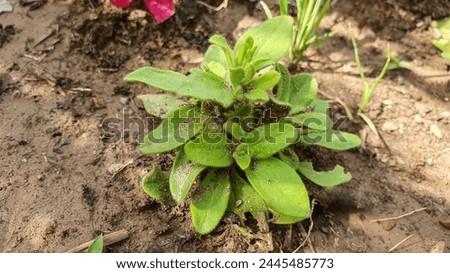 Fresh Cerastium plant in sunlight