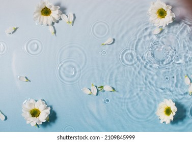 Fresh chamomile flowers and white petals on water surface with drop circles - Powered by Shutterstock