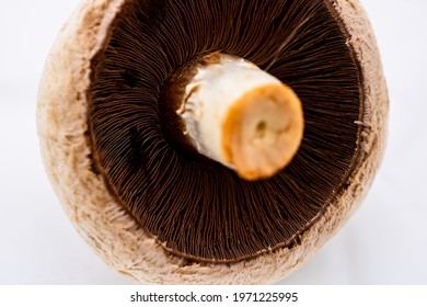 Champignon High Res Stock Images Shutterstock