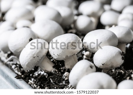 Similar – Foto Bild Eine Gruppe von Pilzen im Wald