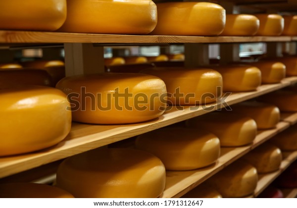 Fresh cheese\
heads on rack in factory\
warehouse
