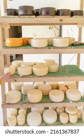 Fresh Cheese Heads Are On A Shelf In The Cheese Factory. Cheese Fermentation On A Dairy Farm