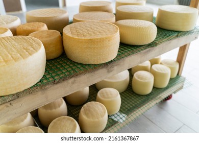 Fresh Cheese Heads Are On A Shelf In The Cheese Factory. Cheese Fermentation On A Dairy Farm