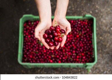 Fresh Cherry After Picking