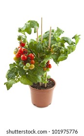 Fresh Cherry Tomato Plant In A Jar Isolated Over White