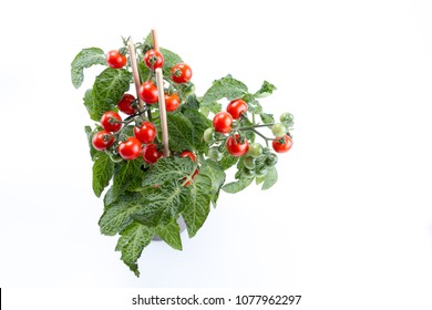 Fresh Cherry Tomato Plant In A Jar On White Background Top View