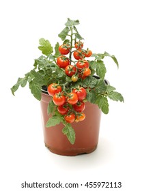 Fresh Cherry Tomato Plant In A Jar On White Background