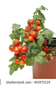 Fresh Cherry Tomato Plant In A Jar On White Background