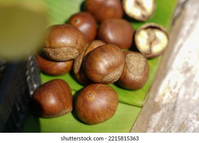 Fresh Chestnuts Isolated On A Wooden Floor, Chestnuts Have An Oily Sweet Taste.