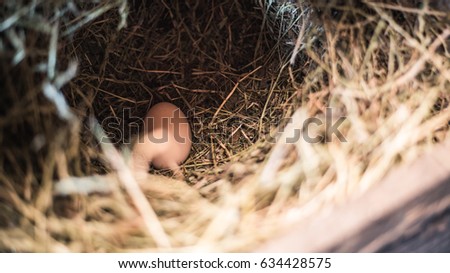 Fresh chicken egg on straw in chicken coop