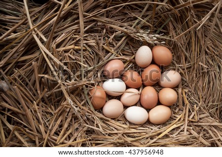 fresh chicken eggs with nest,A pile of brown eggs in a nest