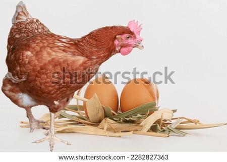 Fresh chicken eggs in straw nest and brown young hens on white background