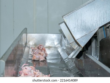 Fresh Chicken Out Of Chiller Tank After Reduce Temperature And Cleaning In Modern Poultry Factory.