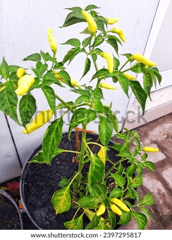 Fresh chili plants bearing fruit in a pot. tanaman cabai segar yang sedang berbuah di dalam pot