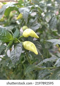 Fresh Chili For Your Favourite Food