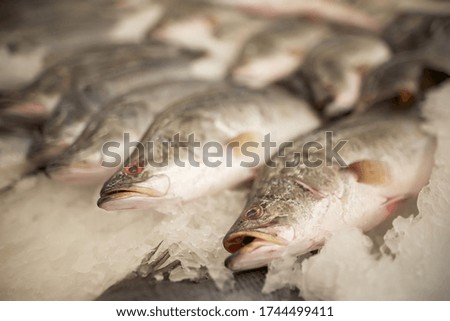        fresh chilled fish on the counter                        