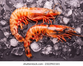 Fresh chilled striped prawns or tiger prawns on a gray background between ice cubes.