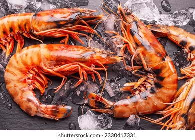 Fresh chilled striped prawns or tiger prawns on a gray background between ice cubes.