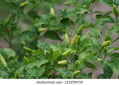 3,349 Chilli plantation Images, Stock Photos & Vectors | Shutterstock