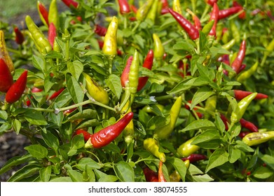 Capsicum Annuum Facing Heaven Pepper Stock Photo (edit Now) 1590102943