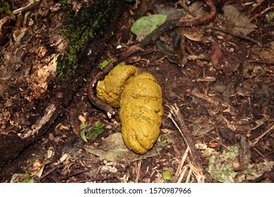 Fresh Chimp Dung Is An Excellent Indication That The Chimp Family Group Is Feeding Close By When Chimp Trekking In Kibale