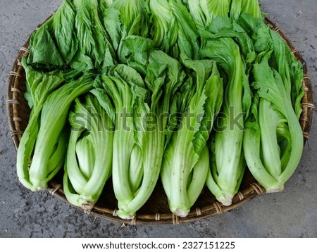 Fresh Chinese Mustard Greens (Brassica Juncea) on the Woven Bamboo Tray in the Cement Texture Background