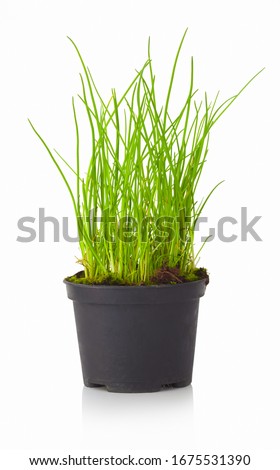 Fresh Chive in flower pot. Spring chives in flowerpot. Isolated on white background with shadow reflection. Green cive in plastic pot with clay. fresh chives growing out from flower-pot with clay.