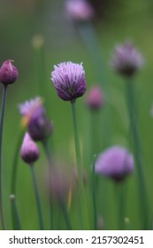 Fresh Chives Growing In The Garden