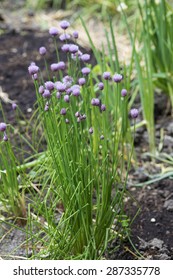 Fresh Chives Growing In Garden