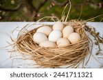 Fresh chucken eggs in the nest ourdoor, closeup view