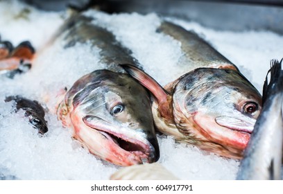 Fresh Chum Salmon On Ice. Fish Market 