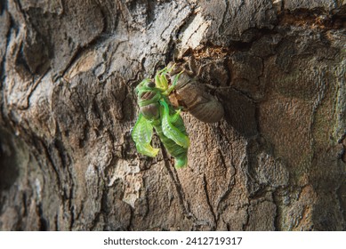 Fresh cicada deploying its wing after hatching