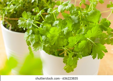 fresh cilantro herb coriander leaf in pot - Powered by Shutterstock