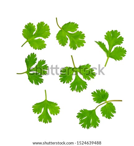 Fresh cilantro isolated on a white background. Top view.