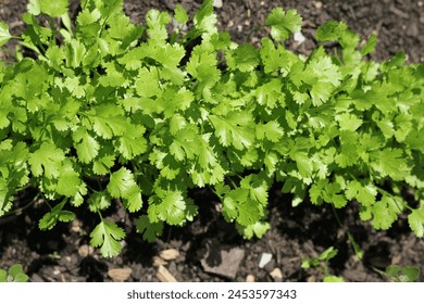 Fresh cilantro plants growing in the backyard summer herb garden. - Powered by Shutterstock