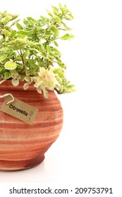 Fresh Citronella Plant In A Clay Pot