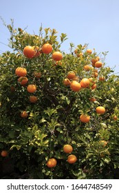 Fresh Citrus Tree Of Jeju Island, Korea