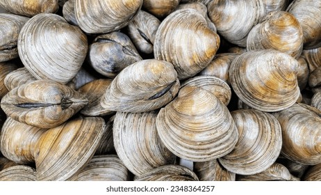 Fresh clams in fish market for sale. Close-up view. 