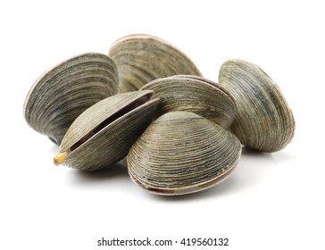 Fresh Clams On White Background