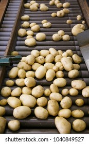 Fresh, cleaned and sorted potatoes on a conveyor belt. Automated agriculture, technology, drought prevention, industry, food production and farming concept.