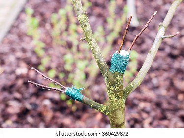 Fresh cleft grafts on a young fruit tree - Shutterstock ID 360429872