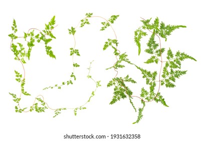 つる植物 High Res Stock Images Shutterstock