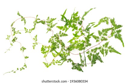 Fresh Climbing Fern Leaves And Vines Isolated On White Background