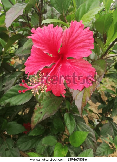 Fresh Close Pink Gumamela Flower Stock Photo 1394678096 Shutterstock