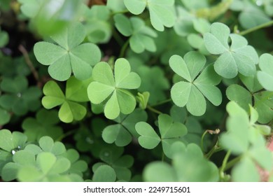 Fresh clover leaves, three-leaved shamrock, green natural background. Happy St. Patrick's Day. Selective focus, clover leaves is symbolic of fourth luck. - Shutterstock ID 2249715601