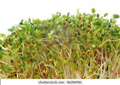 Fresh Clover, Radish And Alfalfa Sprouts